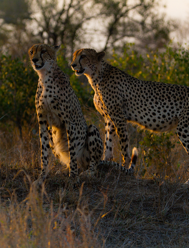 Sydafrikas tre bedste oplevelser