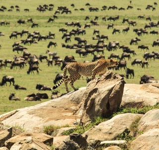 Bryllupsrejse Ngorongoro-krateret, Serengeti og Zanzibar