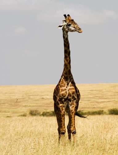 Masai Mara og Malindi