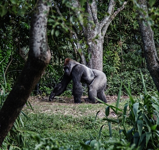 Grupperejse i Uganda med Gorilla Trekking