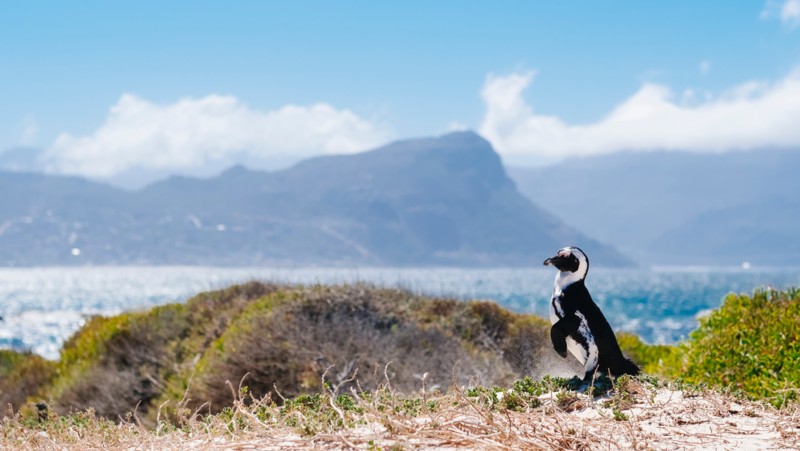 Boulders Beach - Pingvinernes paradis