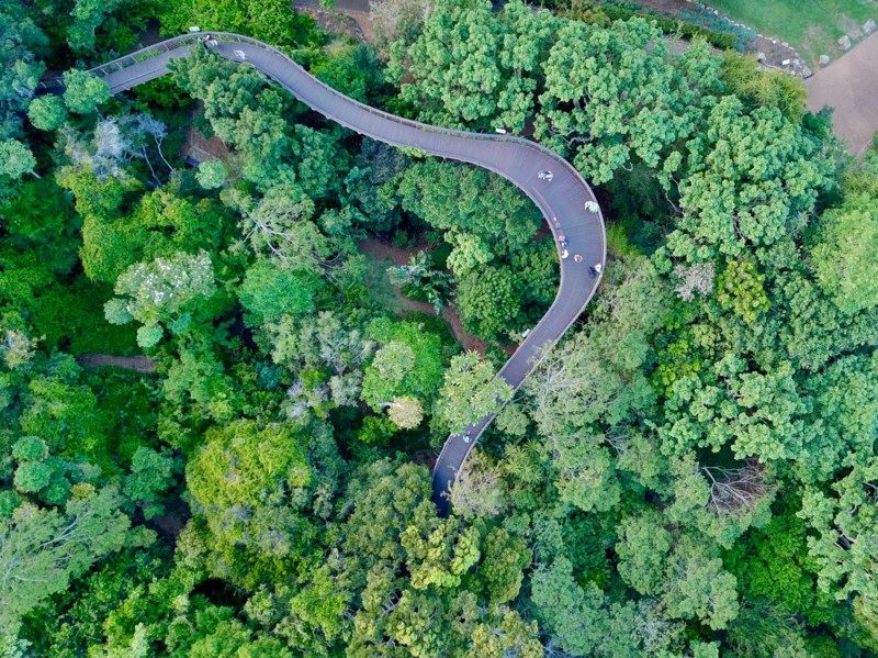 Kirstenbosch - Afrikas smukkeste botaniske have
