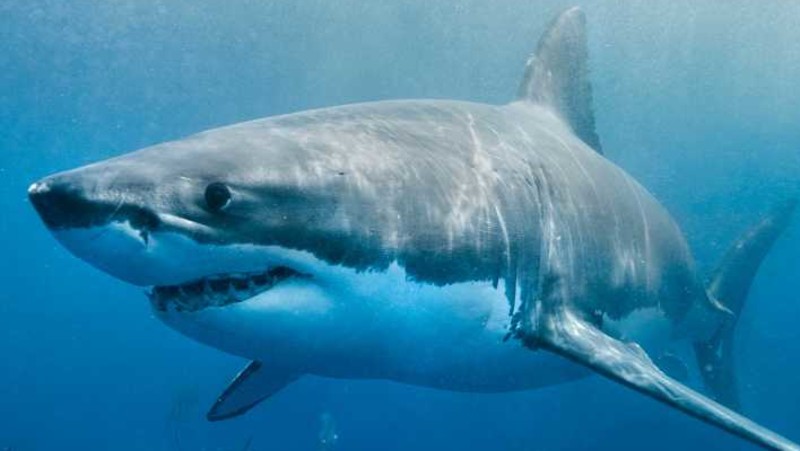 Hajsafari - Kom t&aelig;t p&aring; havets st&oslash;rste rovdyr