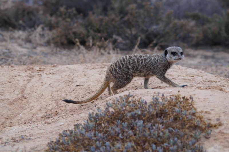 Vores guide havde medbragt campingstole, som han satte nogle meter fra en af &aring;bningerne til tunnelsystemet, s&aring; var det bare at vente.